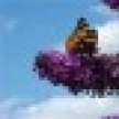butterfly1thm_icon.jpg