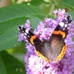 butterflyback.jpg