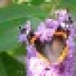 butterflyback_icon.jpg