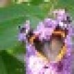 butterflybackthm_icon.jpg