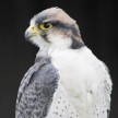 falcon2a.jpg