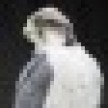 falcon2a_icon.jpg