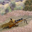 fox.jpg
