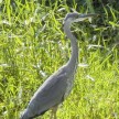 heron5.jpg