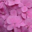hydrangea.jpg