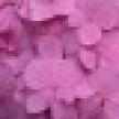 hydrangea1_icon.jpg