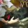 lapdog_icon.jpg
