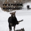 moose.jpg