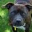 rosie004_icon.jpg