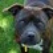 rosie1_icon.jpg