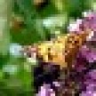 sadbutterfly_icon.jpg
