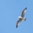 seagull.jpg