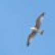 seagull1_icon.jpg