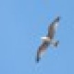 seagull_icon.jpg