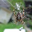 spider.jpg