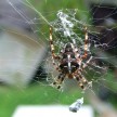 spider1.jpg