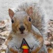 squirrel1.jpg