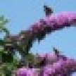 threebutterflies_icon.jpg