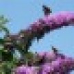 threebutterfliesthm_icon.jpg