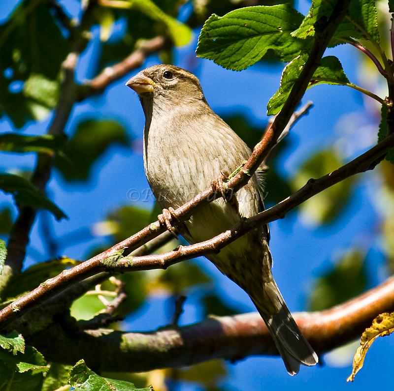 bird01.jpg