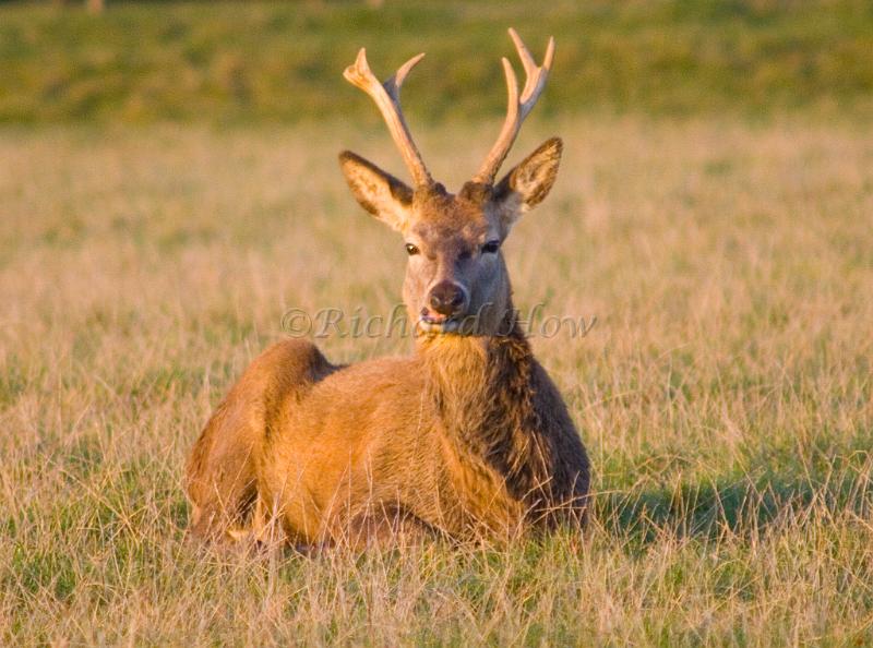 deer17.jpg