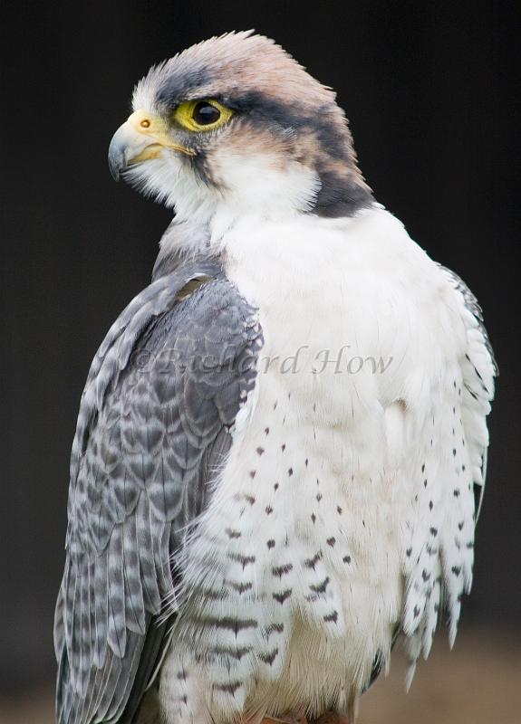 falcon.jpg
