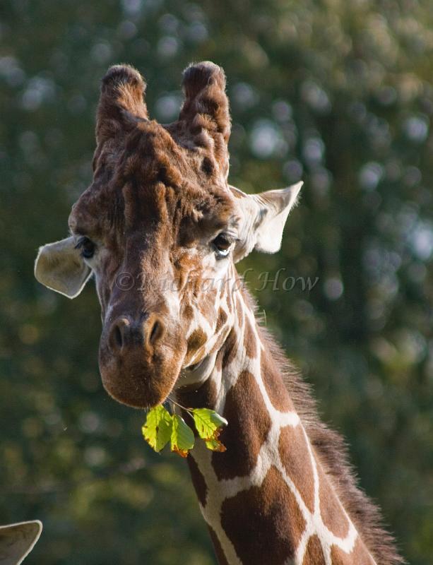 giraffe.jpg