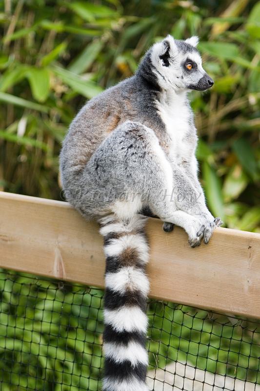 lemur5.jpg