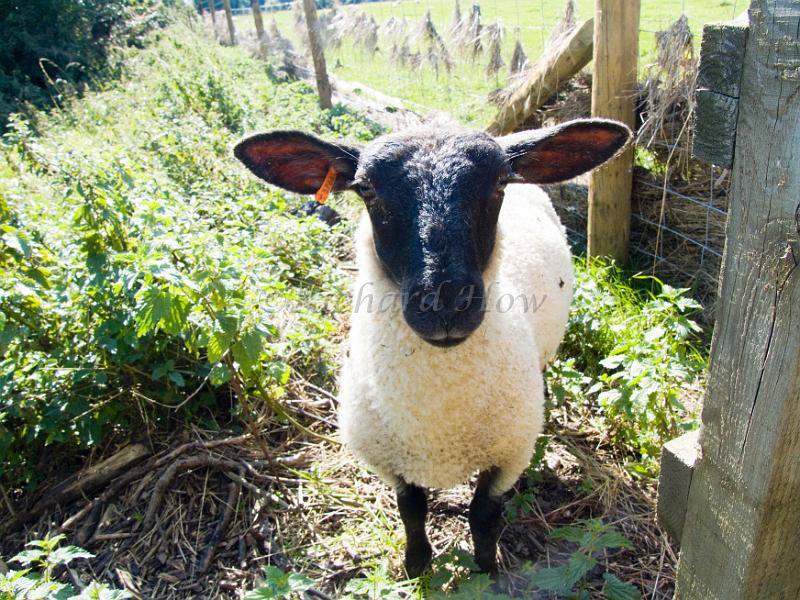 ousevalleysheep2.jpg