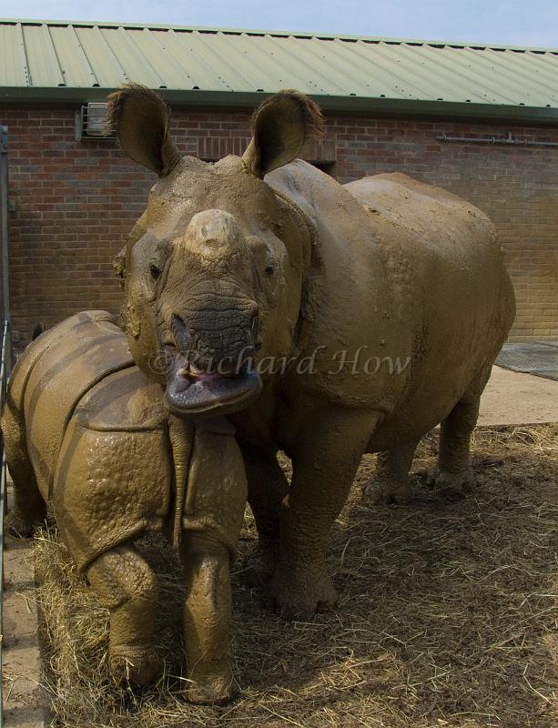 rhinos3.jpg