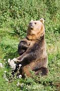 bear4