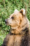 bear5