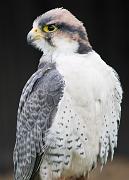 falcon
