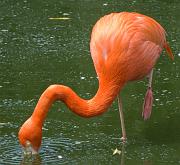 flamingo4