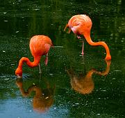 flamingo5