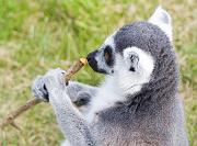 lemur6