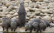 otter6