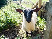ousevalleysheep2