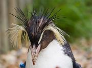 peguin12