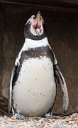 peguin5