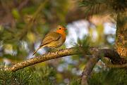 robin1