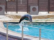 sealion2