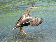 showoff