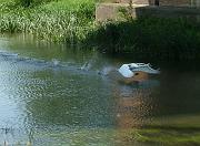swan3