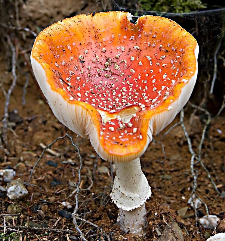 mushroom02.jpg