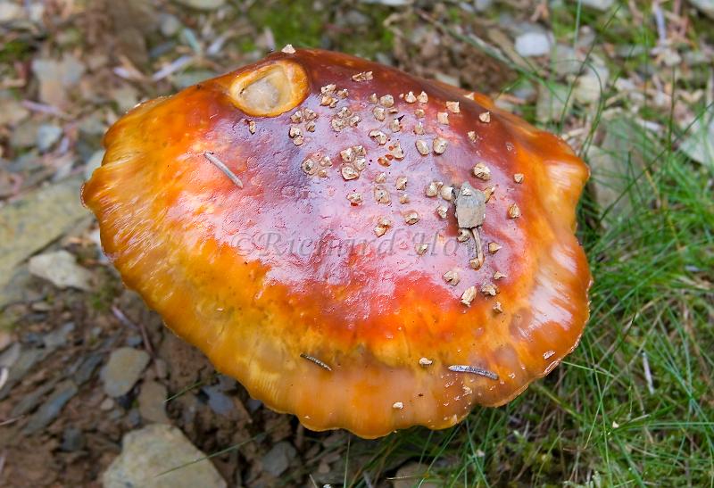 mushroom04.jpg