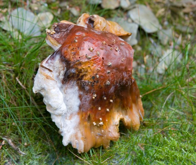 mushroom05.jpg