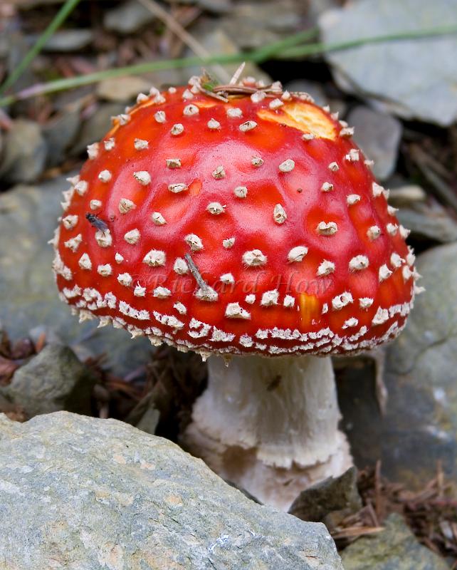 mushroom07.jpg
