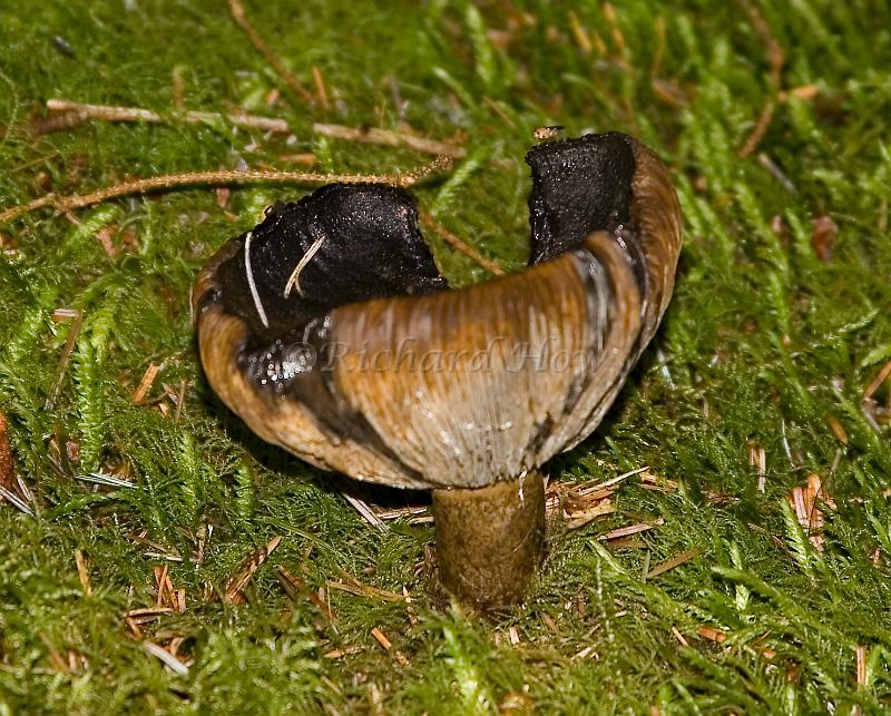mushroom09.jpg