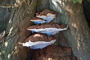 fungus01